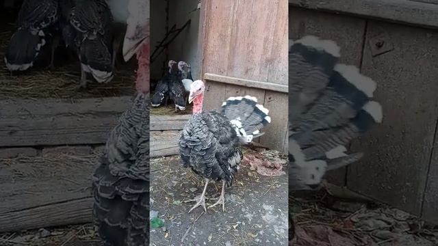 Индюшата дерутся. смотреть онлайн