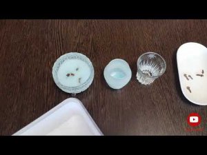 ОСВЕЖИТЕЛЬ ВОЗДУХА В ДОМАШНИХ УСЛОВИЯХ!