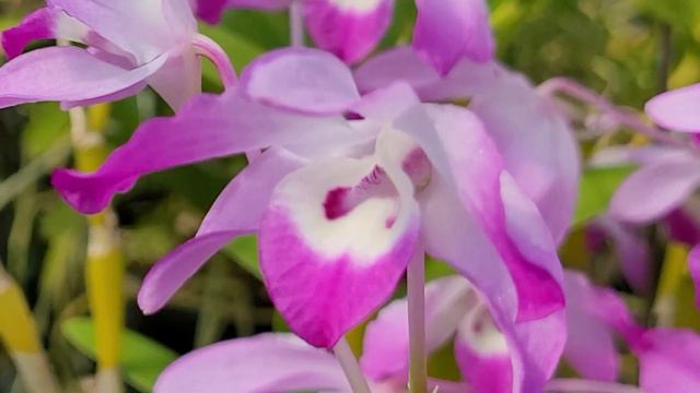 Dendrobium linawianum смотреть онлайн