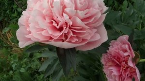 Пион ЭТЧЕД САЛМОН / Paeonia ETCHED SALMON - ОБЗОР, ОПИСАНИЕ, ЦВЕТЕНИЕ, ОТЗЫВ