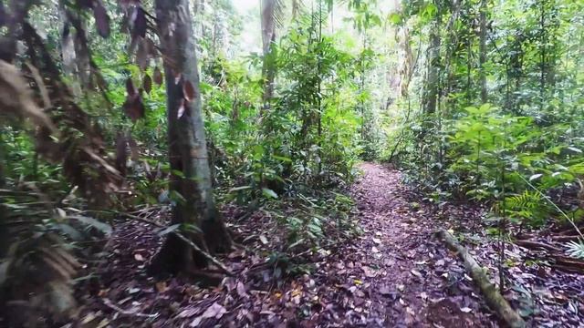 13 3 Прогулка по тропическому лесу