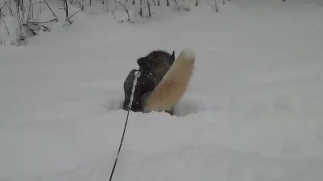 Zoey vs The Snow - Ultimate Snowdown смотреть онлайн