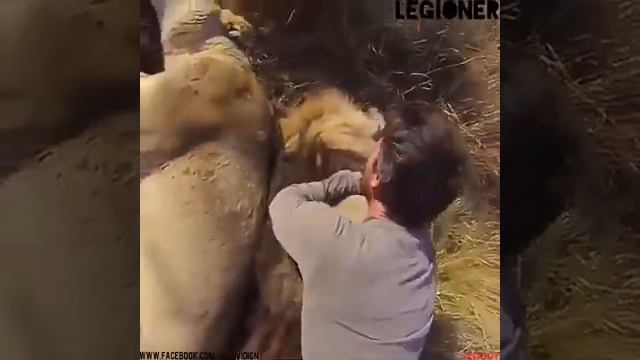 Я не знаю что делать дальше... 🦊🐴🐯😯