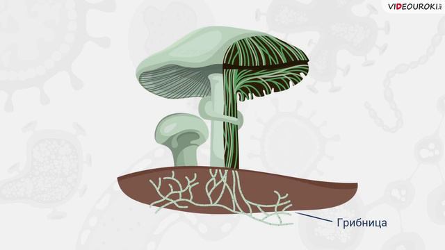04. Бактерии. Простейшие. Грибы и лишайники смотреть онлайн