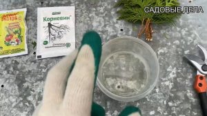 Размножение туи черенками #туя #черенкование #садовыедела #черенки #сад #дача