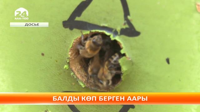 Сузак районунда аарычылыкка жакшы көңүл бурулууда смотреть онлайн