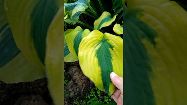 Хоста Goodness Gracious