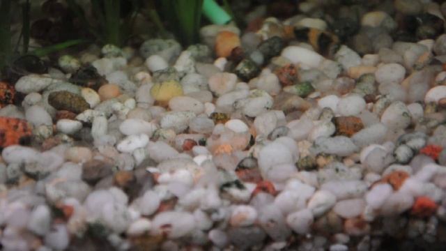 Аулофорус? Трубочник? смотреть онлайн