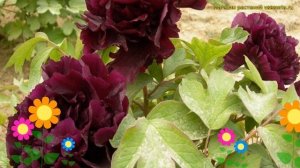 Пион молочноцветковый Блэк Бюти. Краткий обзор, описание paeonia lactiflora Black beauty