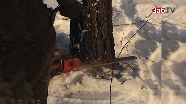 2 млн гектаров забайкальского леса отдадут Китайским компаниям. смотреть онлайн