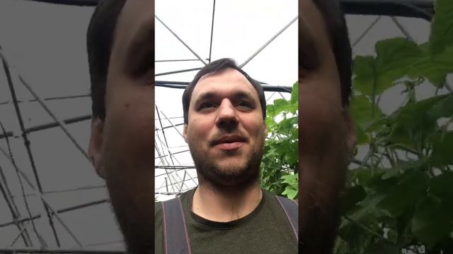 #рассададомдача#томаты#научастке#дача смотреть онлайн