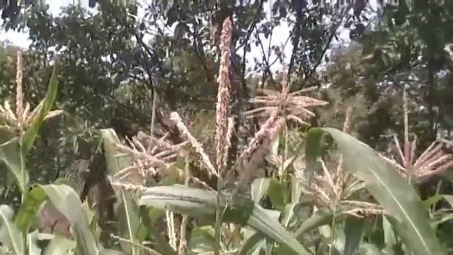 Цветы кукурузы смотреть онлайн