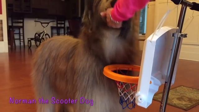 Norman's Coolest Tricks!! смотреть онлайн
