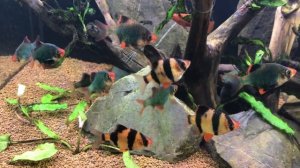 Барбусы. Аквариумные рыбки на любой вкус