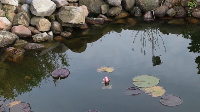 Gartentipps & Gartenarbeit im Monat November – Der Garten im November смотреть онлайн