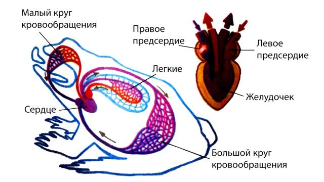 Класс Земноводные или Амфибии смотреть онлайн