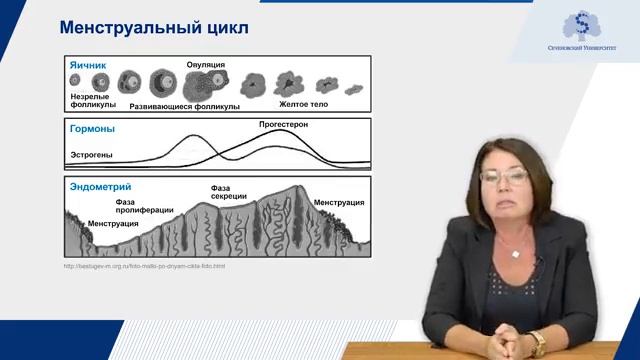 Менструальный цикл и репродуктивная функция (часть 1) смотреть онлайн