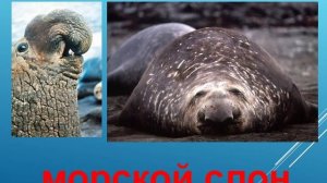 Презентация для детей по Доману. Животные морские