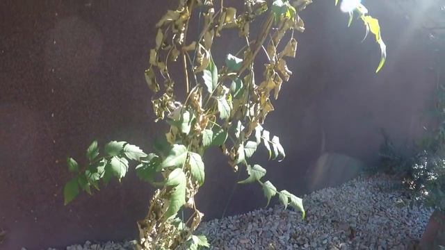 Как уничтожить поросль Кампсиса смотреть онлайн