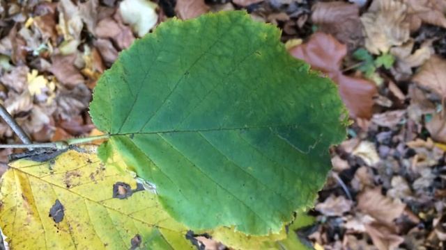 Common Hazel (Corylus avellana) - leaves close up - December 2017 смотреть онлайн