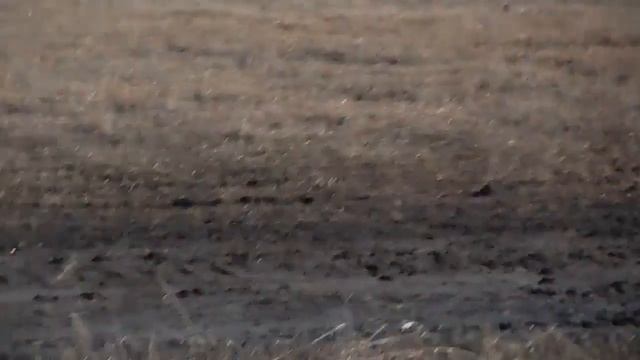 T Rex 550 helicopter flights Novosibirsk ч24 смотреть онлайн