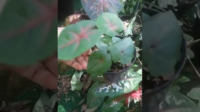 Caladium Bicolor Carolyn Whorton