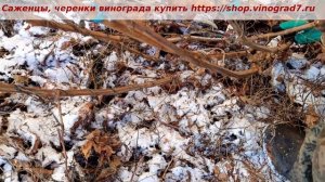 Обрезка винограда после выпадения снега- можно ли? При какой температуре обрезать виноград? Пузенко