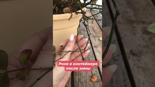 2023-02-24 смотреть онлайн