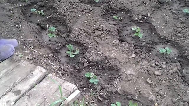 Выращиваем клубнику. Подкормка. смотреть онлайн