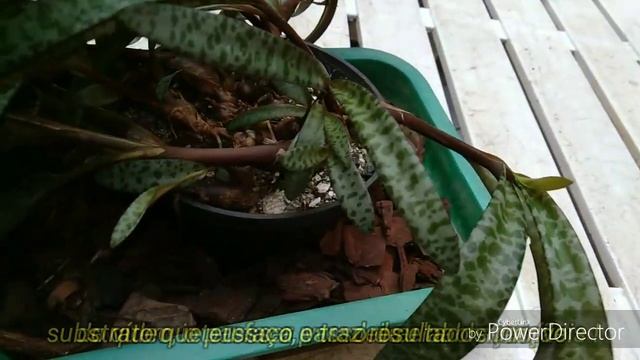 ..e Agora ? Scilla Violacea Ou Ledebouria Socialis, ATUALIZAÇÃO..