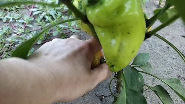 Переезд из Сибири Часть 40. Наводим порядок в погребе. Ремонт. Собираю перец. Септик. смотреть онлайн