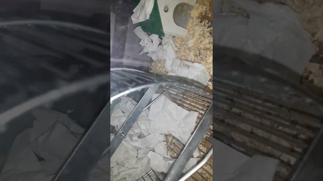 Хомяк простудился строит себе домик