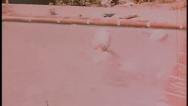 Animals- Alex G смотреть онлайн