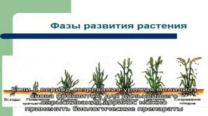 Как бороться с монилиозом абрикос при помощи химических препаратов