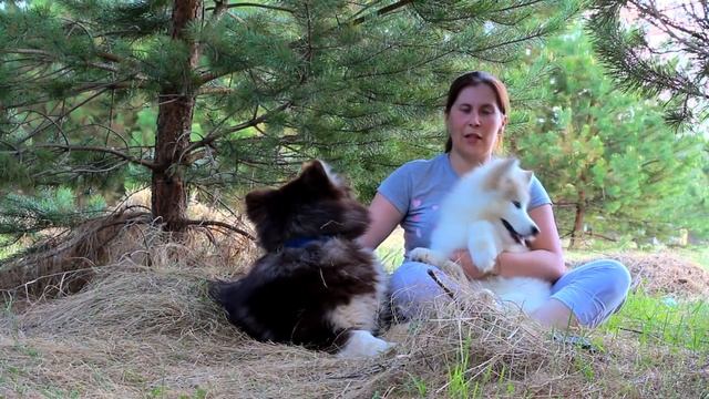 Маламуты длинники