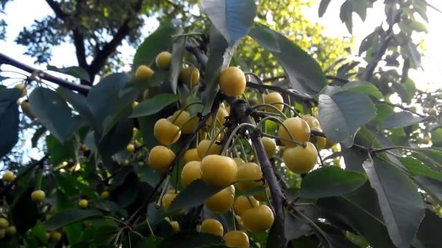 Черешня сорт Приусадебная желтая. г Чернигов. смотреть онлайн