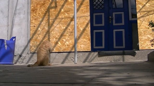 рыжий котенок смотреть онлайн