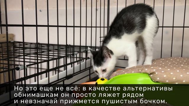 ВЕРХОВЕНСКИЙ смотреть онлайн