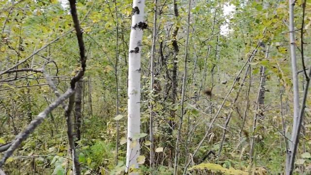 С бабушками по грибы! Дремучие и непролазные леса Новосибирской области, где много грибов!