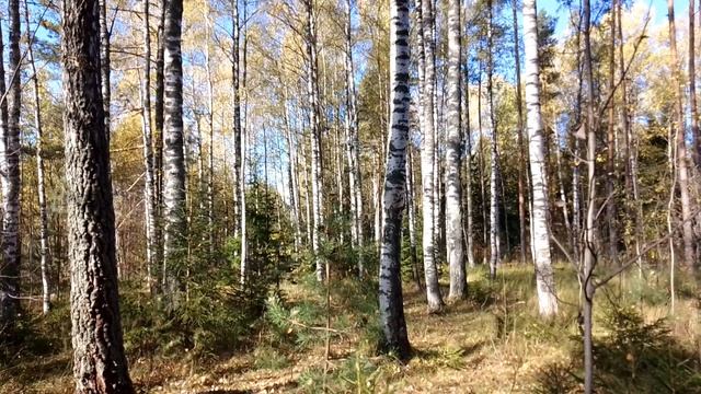 Утро в осеннем лесу. ч.5. Сентябрь 2023 смотреть онлайн