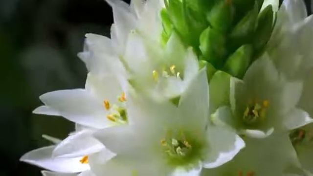 Как распускаются цветы – потрясающее видео 1(без звука) смотреть онлайн