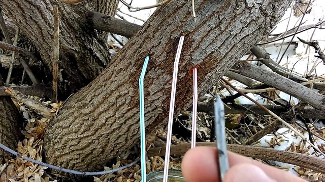Кленовый сок Весенний СокоСбор 2021 смотреть онлайн