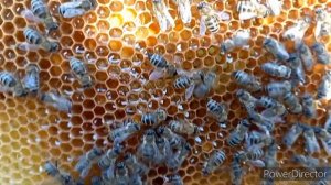 Чтобы пчелы не роились