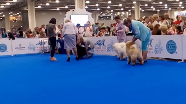 WDS 2016 chow male SPECIALITY 24.06.16, 1 смотреть онлайн