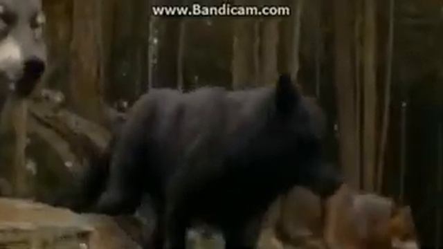 клип -люди оборотни- смотреть онлайн