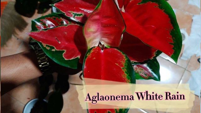 What are the different types of Aglaonema (Chinese Evergreen) смотреть онлайн
