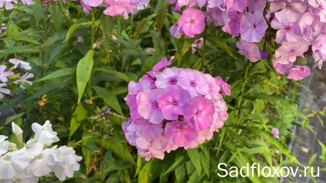 Дымчатый флокс Очарование, селекции Татьяны Шаповал смотреть онлайн