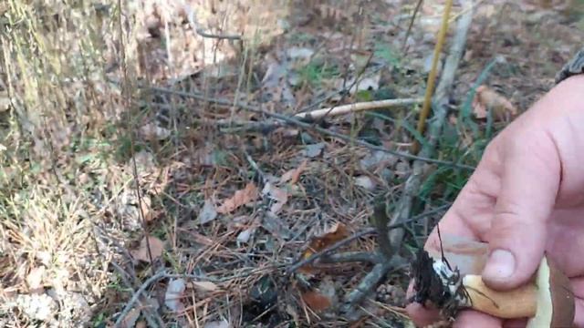 Куда поехать собирать польские грибы в Киевской области 2020 смотреть онлайн