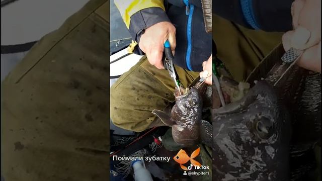 Почему зубатку продают без головы...?!? смотреть онлайн