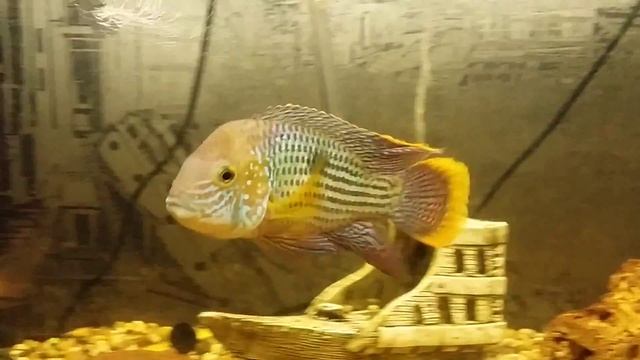 Цихлиды Акара Бирюзовая смотреть онлайн